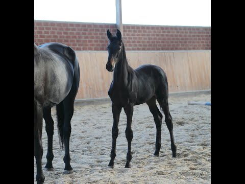 OL Stutfohlen von Revolution/Hohenstein/Donnerhall, 2019