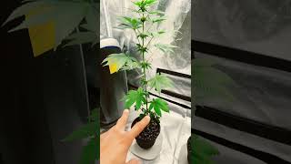 What happens if u remove all the fan leaves during flowing day#74 #microCannabisPlant