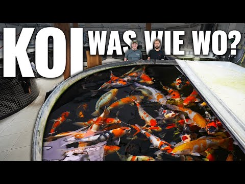 KOI halten.. ALLES WAS DU WISSEN MUSST! - Part 1