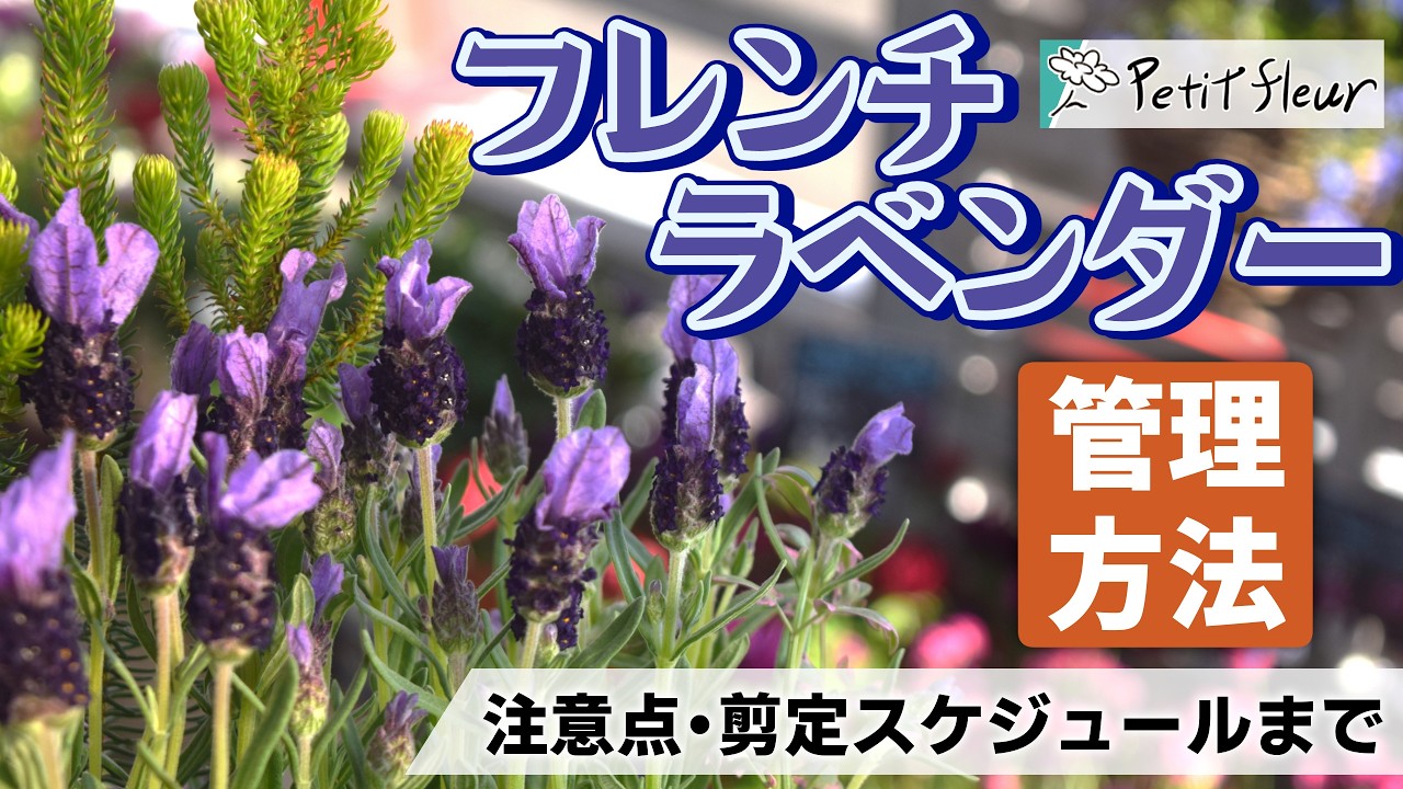 【春の定番フレンチラベンダー】植え付け注意点から剪定までプチフル流管理方法で完全攻略！