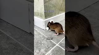 Download lagu This Is How People Used To Block Rat Holes mp3 Download lagu This Is How People Used To Block Rat Holes mp3