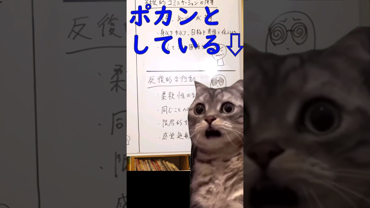 ASDの特徴 #猫ミーム(本編没動画)