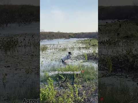 Agrovila de Aracoiaba Ceará 📍