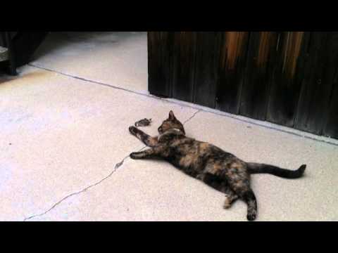 Happy Birthday Burger!!!!