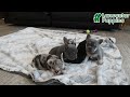 French Bulldog dogs for sale: Love Bug - Video 1