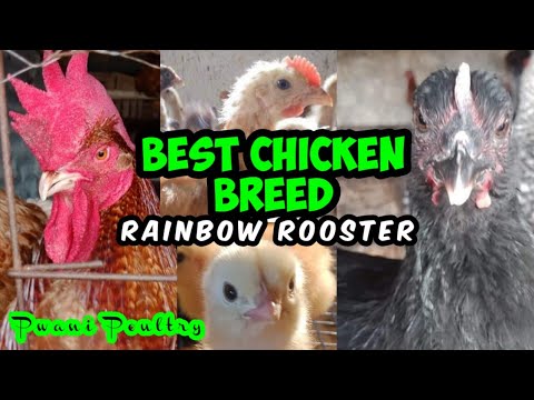 , title : 'Best chicken breed ever to raise in Mombasa, Kenya | Rainbow Rooster chicken breed.'