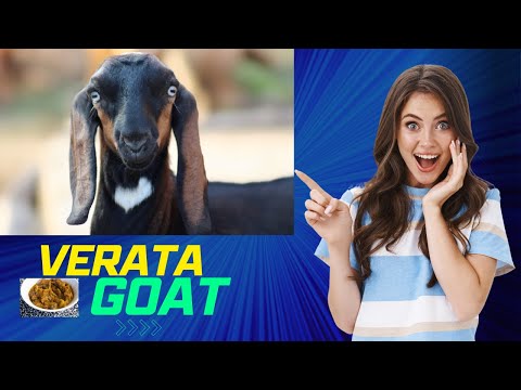 , title : 'Verata Goat Breed | Spanish Breed of Domestic Goat | Best Goats For Milk'