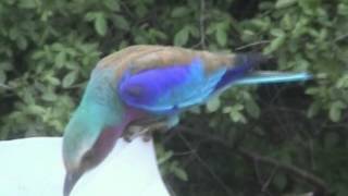 preview picture of video 'Southern African Birds: Lilac breasted roller displaying colours while being fed'