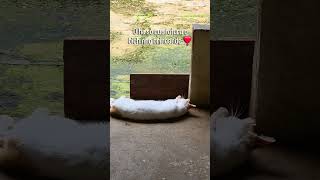 Luke, o felino neurodivergente 🐱🧩 #reels #shorts #tiktok #pet #autism