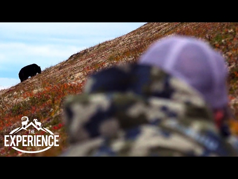 GIANT ALASKAN BLACK BEAR