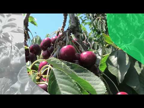 European Cherries - Delicious Fruits - Quality's Taste, Argentina