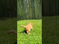 Golden Retriever dogs for sale: Sophie - Video 1