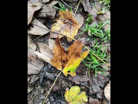 Thomas Richter - Der Herbst, der macht die Blätter bunt