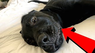 My Dogs Best Moments Of 2020!! Runner The Labrador