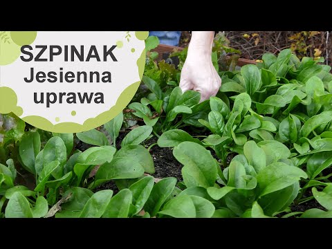 Spinach. Autumn sowing of spinach. Growing spinach step by step.