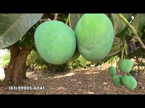 🌳 CHÁCARA À VENDA EM CABECEIRAS/GO | 2 HECTARES | CASA COM 3 QUARTOS | R$ 470 MIL