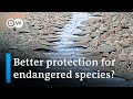 Endangered species summit ahead of 'historic' shark protection decision? | DW News