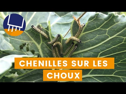 Chenilles qui mangent mes choux ! (Piéride du chou)