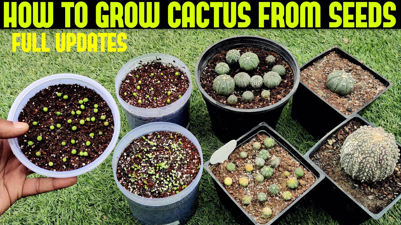 Grow Cactus From Seed|100% SUCCESS RATE