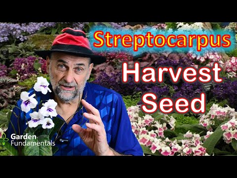 Harvest Streptocarpus Seed (cape primrose) - the When and How.