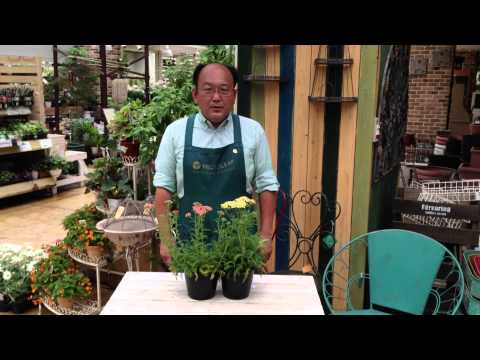 園芸 ノコギリソウ