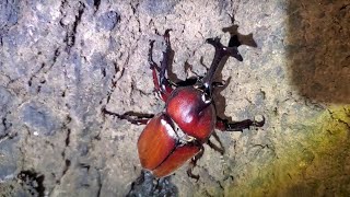 終電間近なのにカブトムシ探し始めるおぢさん【2025年 カブトムシ クワガタ採集】