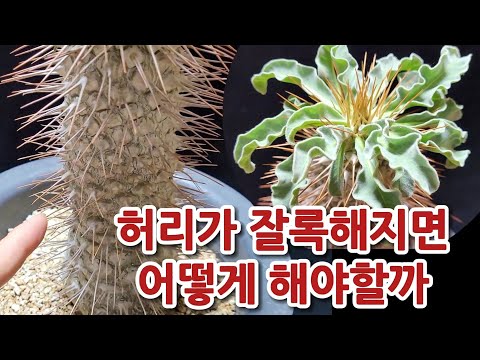 , title : '완전 쪼그라든 아프리카 식물 어떻게 해야 할까? 겨울철 관리 못하면 떠나요, Pachypodium namaquanum'