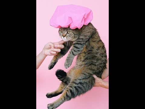 Funniest Cats 😹 - Don't try to hold back Laughter 😂 - Funny Cats Life #viral #black