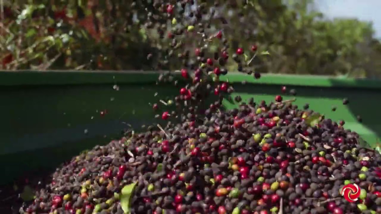 Minas Gerais lidera avanço da cafeicltura nacional