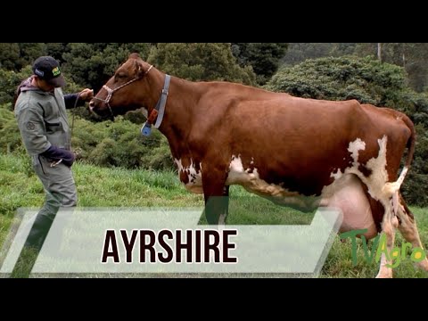 , title : 'Ayrshire breed of dairy cattle - TvAgro By Juan Gonzalo Angel'