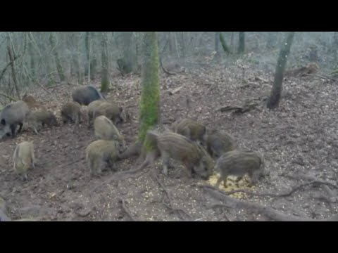 Actu plus - La chasse