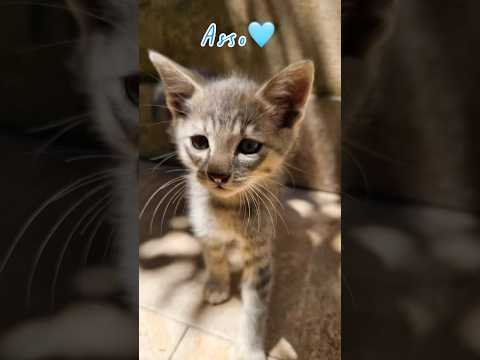Regalo Asso splendido dolce gattino cerca casa 