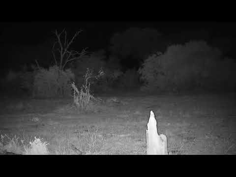 Djuma: Genet - 00:32 - 11/14/21