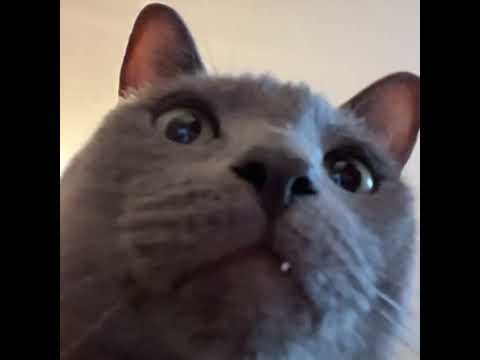 CAT ALONE 2 - Cat Toy Video