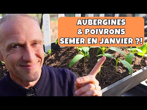 Semis d'aubergines, poivrons, piments ► Ici je patiente encore quelques semaines (début mars)