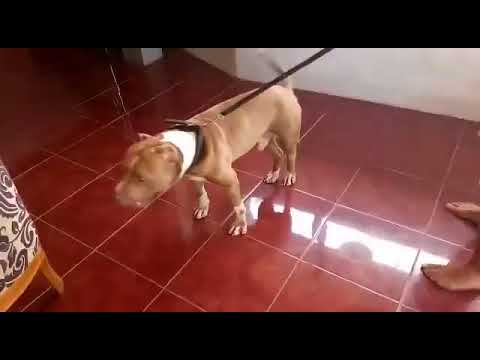 IDBR - ROSHPIT LEGION'S "MANCHESTER UNITED"