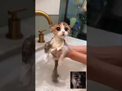 🐱🦊Cats doing Cat things🐱🦊#cat #catlover #cutecat