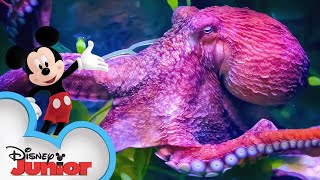 Octopus 🐙 | Disney Animals | Mickey Mouse Funhouse | ​@disneyjunior​