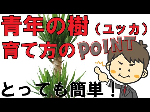 屋外のユッカを適切に維持して現代の景観を向上させるにはどうすればよいでしょうか?  庭園