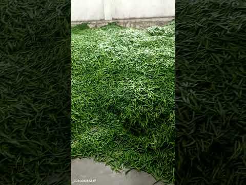 Green Chilli Export Quality