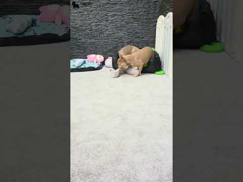 Video 1