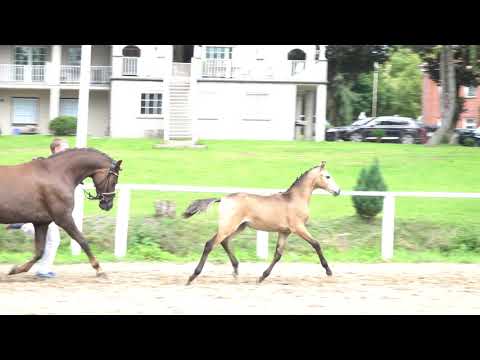 GO TO HOLLYWOOD - v. Gigabyte x Charivari