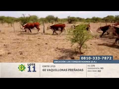 Lote Vaquillonas Preñadas