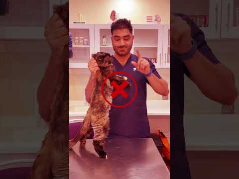 How to hold your cat 🐱