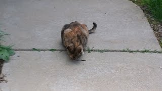 preview picture of video 'The Cat Finds A Snack - A Moving Tale'