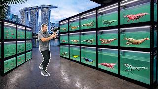194 Aquariums FULL of Exotic Shrimp! Singapore Shrimp Store Tour (KW Shrimps)