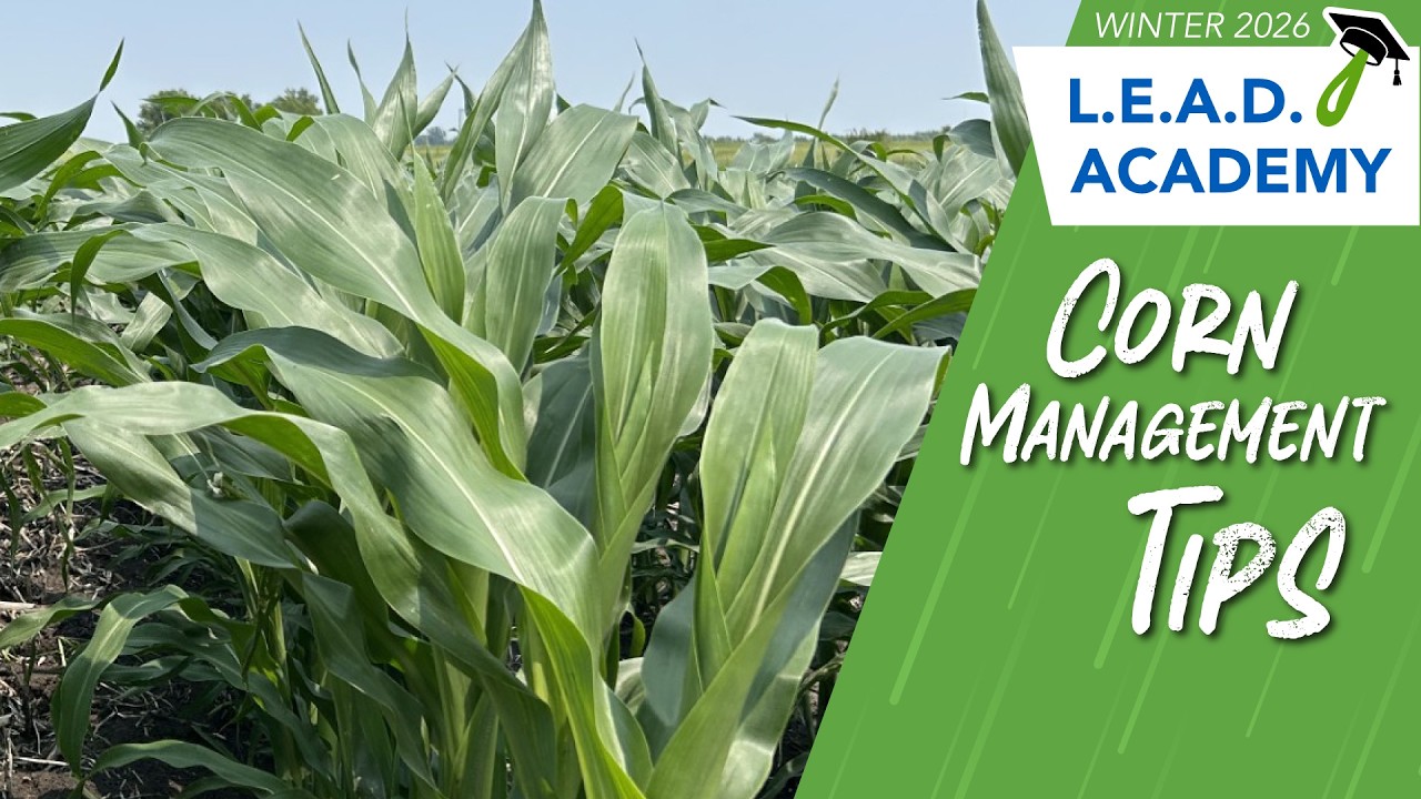 Make your Corn Yield with these Management Tips