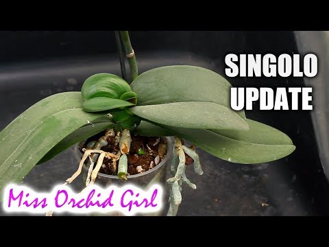 Update and repot of the Phalaenopsis Singolo - Thoughts on 'tampered' Orchids