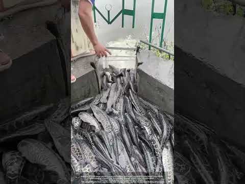 Stocking Snakeheads : How Pond Owners Lure Anglers for Profit