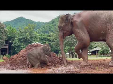 The first experience of bathing in mud for baby ChaBa on late August 21, she was 3 months old.